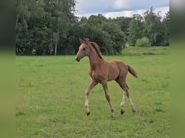 Hannoveraan Hengst Veulen (05/2025) 172 cm kan schimmel zijn in Uplengen
