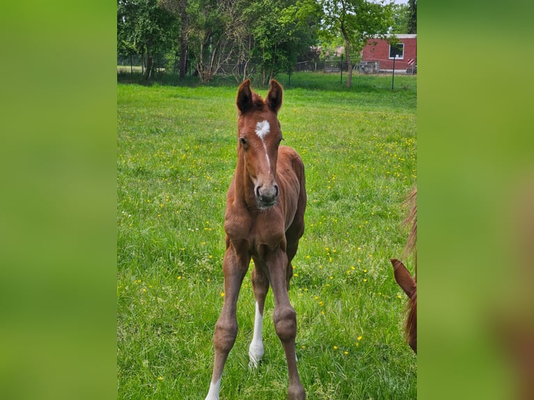 Hannoveraan Hengst Veulen (05/2025) 172 cm kan schimmel zijn in Uplengen
