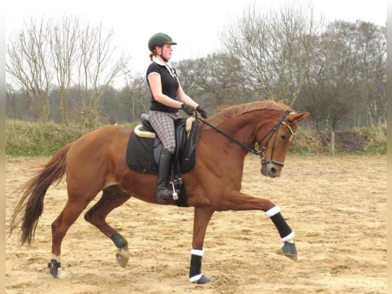 Hannoveraan Hengst Veulen (05/2025) 172 cm kan schimmel zijn in Uplengen