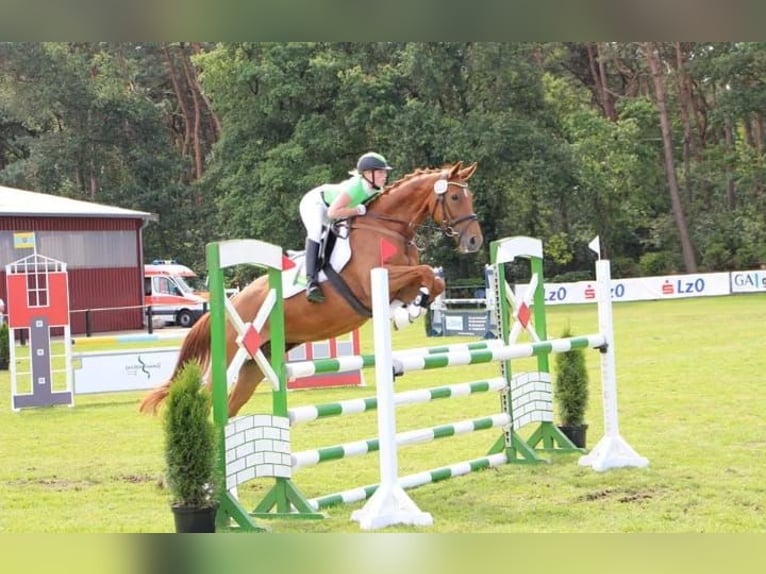 Hannoveraan Hengst Veulen (05/2025) 172 cm kan schimmel zijn in Uplengen