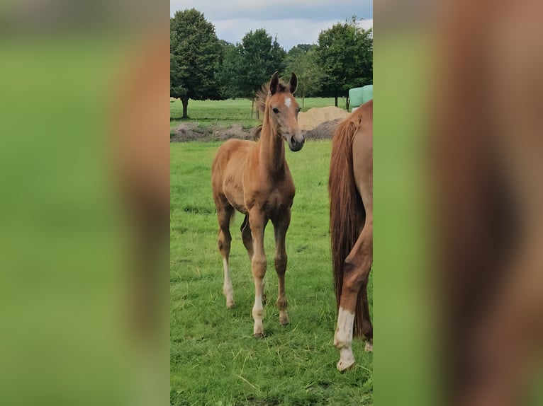 Hannoveraan Hengst Veulen (05/2025) 172 cm kan schimmel zijn in Uplengen