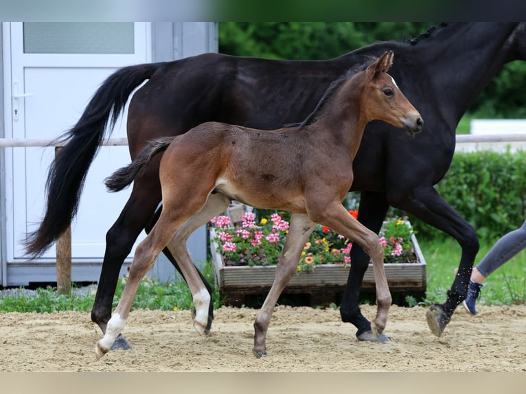 Hannoveraan Hengst Veulen (05/2026) 172 cm  in Drochtersen