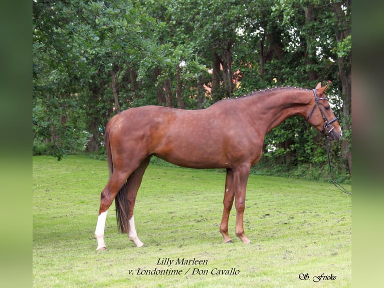Hannoveraan Hengst Veulen (05/2026) 172 cm Vos in Ahlerstedt