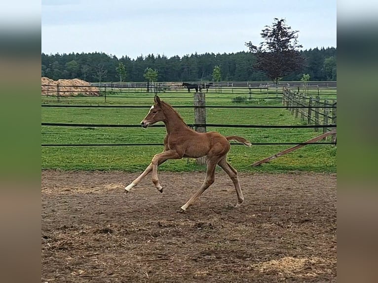 Hannoveraan Hengst Veulen (05/2026) 172 cm Vos in Ahlerstedt