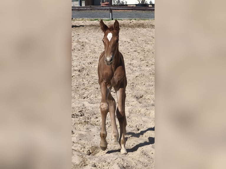 Hannoveraan Hengst Veulen (05/2026) 172 cm Vos in Großörner