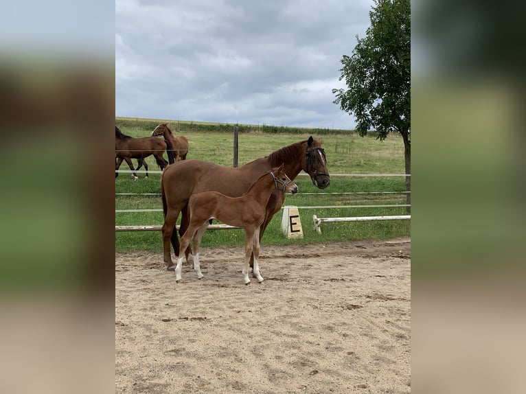 Hannoveraan Hengst veulen (06/2024) 172 cm Vos in Mülsen