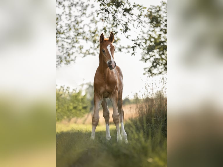 Hannoveraan Hengst veulen (06/2024) 172 cm Vos in Mülsen