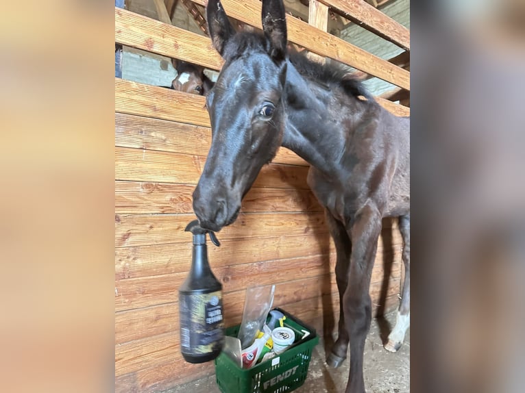 Hannoveraan Hengst Veulen (04/2026) 172 cm Zwart in Bröckelöckel