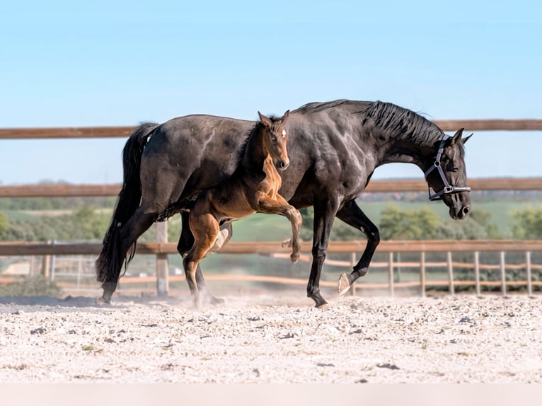 Hannoveraan Hengst Veulen (04/2026) 172 cm Zwartbruin in Königslutter am Elm