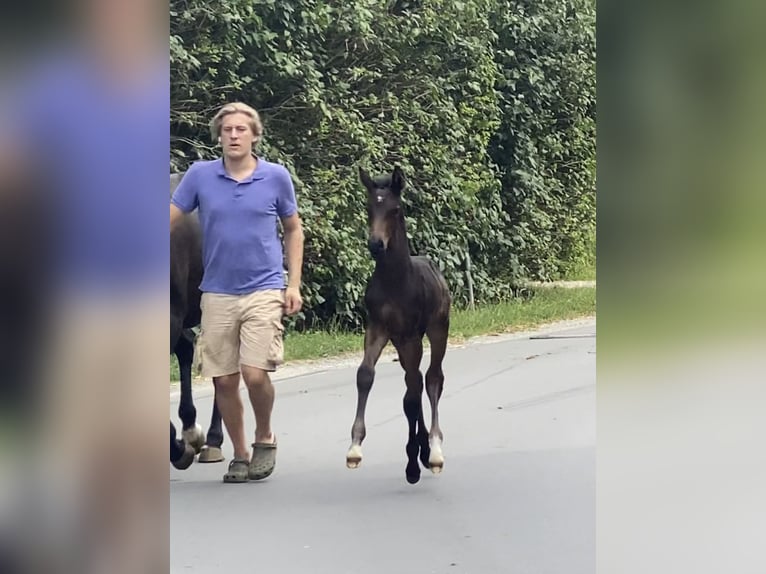 Hannoveraan Hengst veulen (01/2024) 172 cm Zwartbruin in Achim