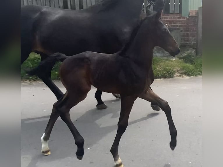 Hannoveraan Hengst veulen (01/2024) 172 cm Zwartbruin in Achim