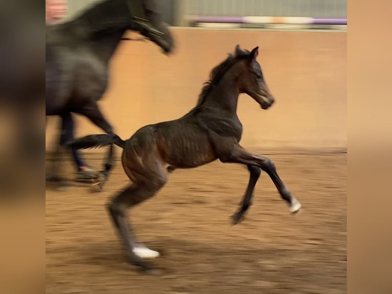 Hannoveraan Hengst veulen (01/2024) 172 cm Zwartbruin in Achim