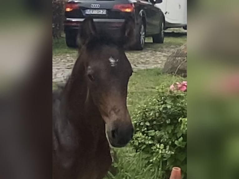 Hannoveraan Hengst veulen (01/2024) 172 cm Zwartbruin in Achim