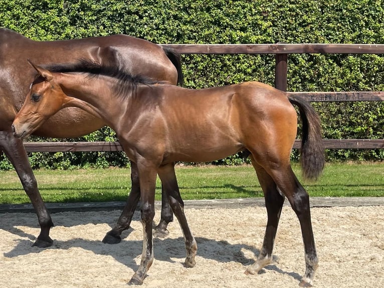 Hannoveraan Hengst Veulen (03/2026) 173 cm Bruin in Rotenburg (Wümme)