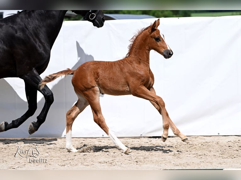 Hannoveraan Hengst Veulen (05/2026) 173 cm  in Königslutter am Elm