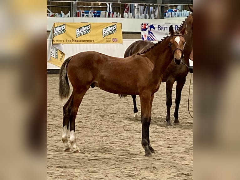 Hannoveraan Hengst veulen (03/2024) 173 cm Roodbruin in Stafford