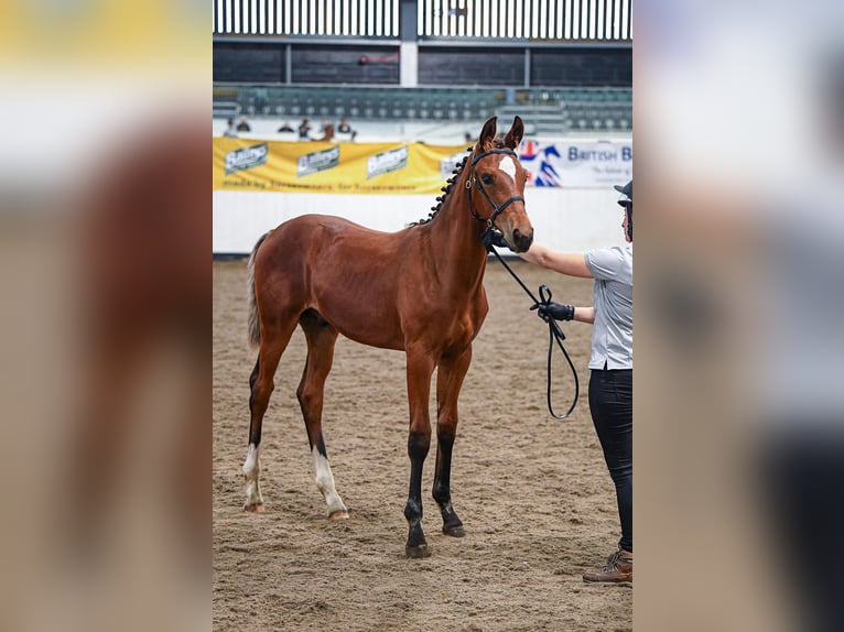 Hannoveraan Hengst veulen (03/2024) 173 cm Roodbruin in Stafford