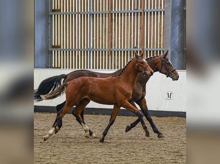 Hannoveraan Hengst veulen (03/2024) 173 cm Roodbruin in Stafford