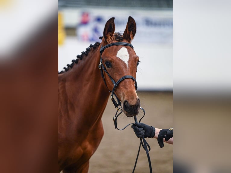 Hannoveraan Hengst veulen (03/2024) 173 cm Roodbruin in Stafford