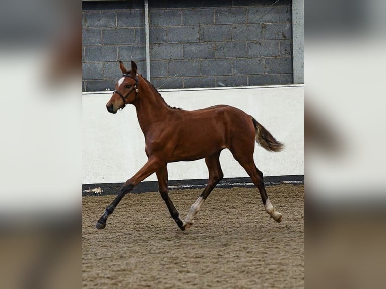 Hannoveraan Hengst veulen (03/2024) 173 cm Roodbruin in Stafford