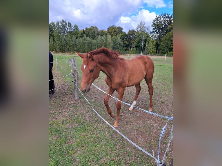 Hannoveraan Hengst veulen (03/2024) 173 cm Vos in Stare Czarnowo