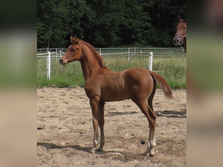 Hannoveraan Hengst veulen (03/2024) 173 cm Vos in Stare Czarnowo