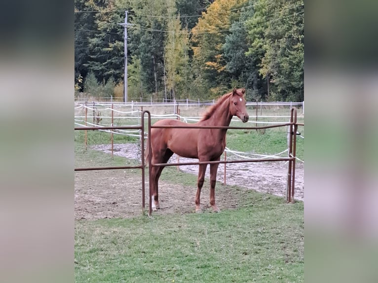 Hannoveraan Hengst veulen (03/2024) 173 cm Vos in Stare Czarnowo