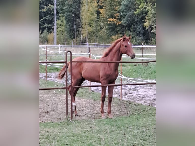 Hannoveraan Hengst veulen (03/2024) 173 cm Vos in Stare Czarnowo