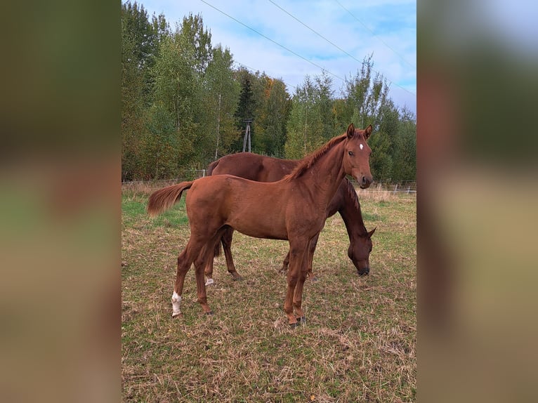 Hannoveraan Hengst veulen (03/2024) 173 cm Vos in Stare Czarnowo