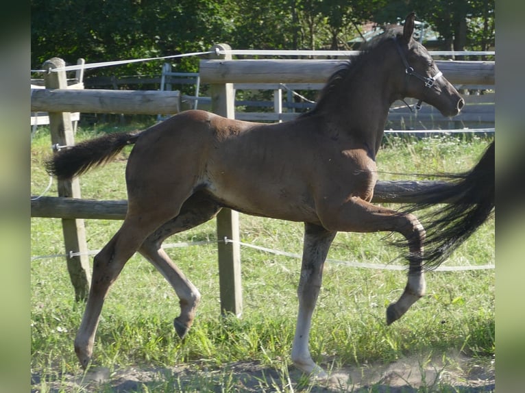 Hannoveraan Hengst veulen (05/2024) 173 cm Zwart in Greifenstein