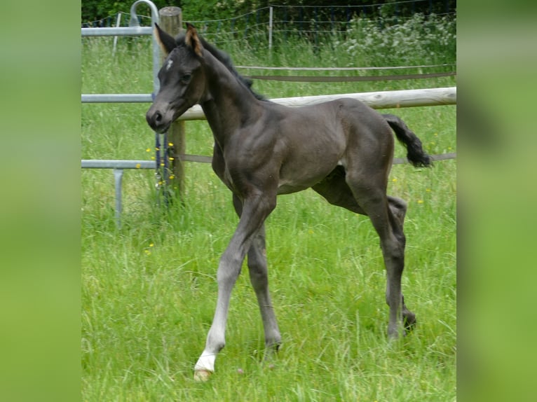 Hannoveraan Hengst veulen (05/2024) 173 cm Zwart in Greifenstein