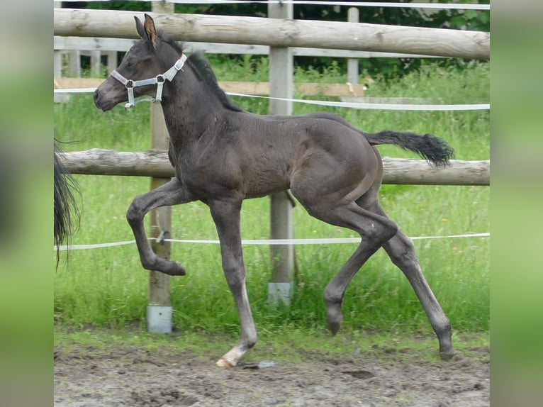 Hannoveraan Hengst veulen (05/2024) 173 cm Zwart in Greifenstein