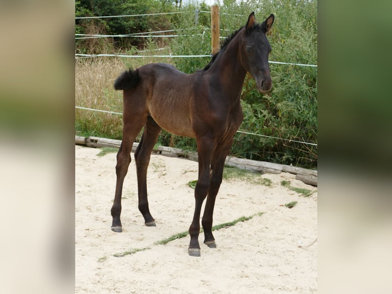 Hannoveraan Hengst Veulen (05/2026) 173 cm Zwartbruin in Frankenau