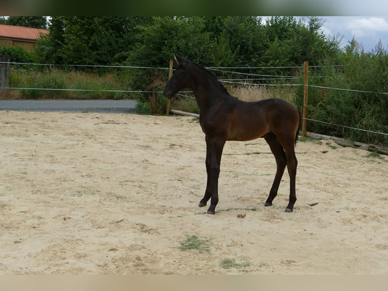 Hannoveraan Hengst Veulen (05/2026) 173 cm Zwartbruin in Frankenau