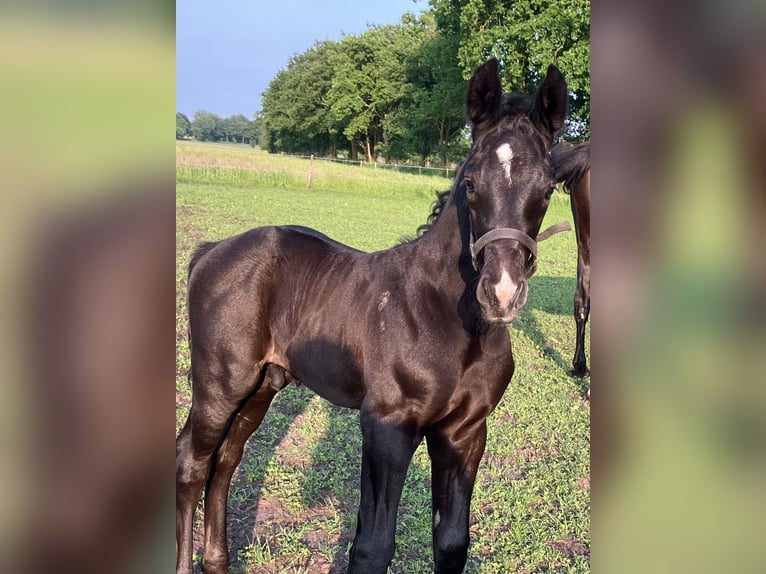 Hannoveraan Hengst veulen (05/2024) 174 cm kan schimmel zijn in Friedeburg Wiesede