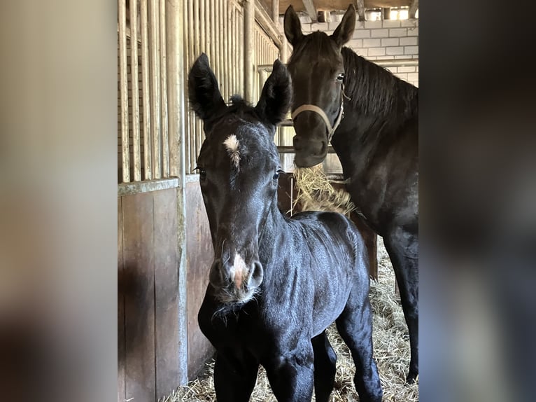 Hannoveraan Hengst veulen (05/2024) 174 cm kan schimmel zijn in Friedeburg Wiesede