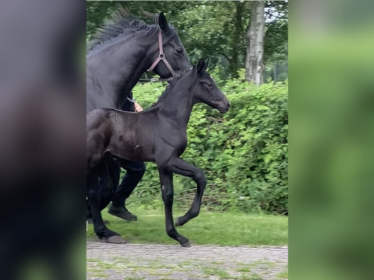 Hannoveraan Hengst veulen (05/2024) 174 cm kan schimmel zijn in Friedeburg Wiesede