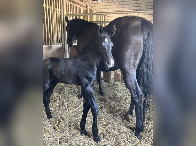 Hannoveraan Hengst veulen (05/2024) 174 cm kan schimmel zijn in Friedeburg Wiesede