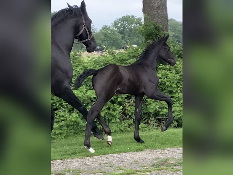 Hannoveraan Hengst veulen (05/2024) 174 cm kan schimmel zijn in Friedeburg Wiesede