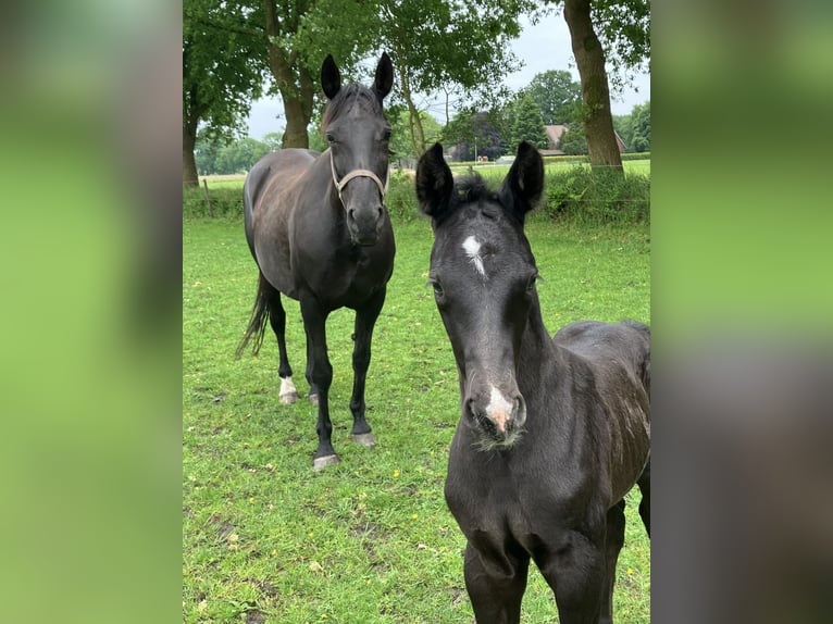 Hannoveraan Hengst veulen (05/2024) 174 cm kan schimmel zijn in Friedeburg Wiesede