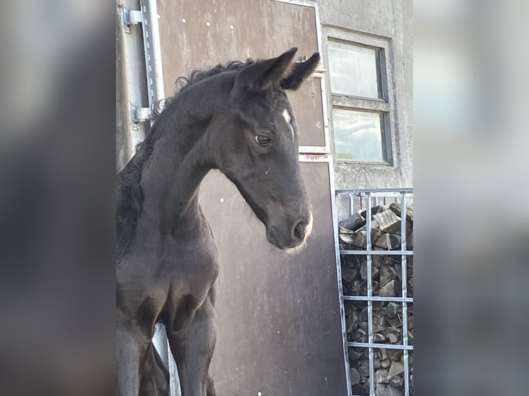 Hannoveraan Hengst veulen (05/2024) 174 cm kan schimmel zijn in Friedeburg Wiesede