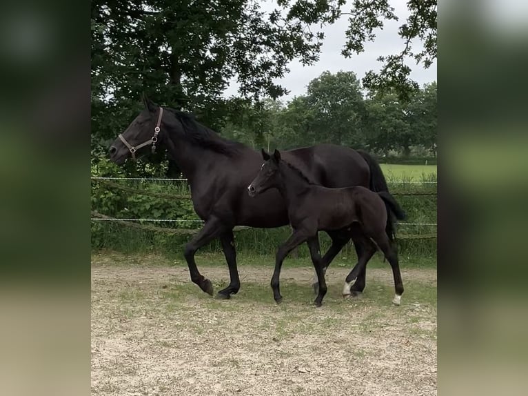 Hannoveraan Hengst veulen (05/2024) 174 cm kan schimmel zijn in Friedeburg Wiesede