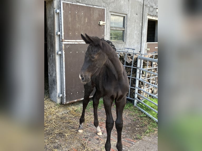 Hannoveraan Hengst veulen (05/2024) 174 cm kan schimmel zijn in Friedeburg Wiesede