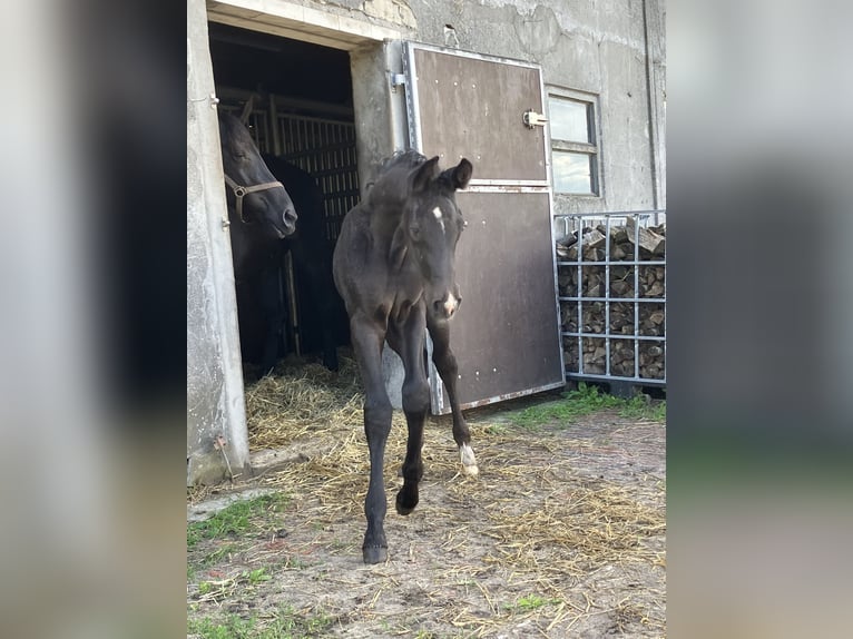 Hannoveraan Hengst veulen (05/2024) 174 cm kan schimmel zijn in Friedeburg Wiesede