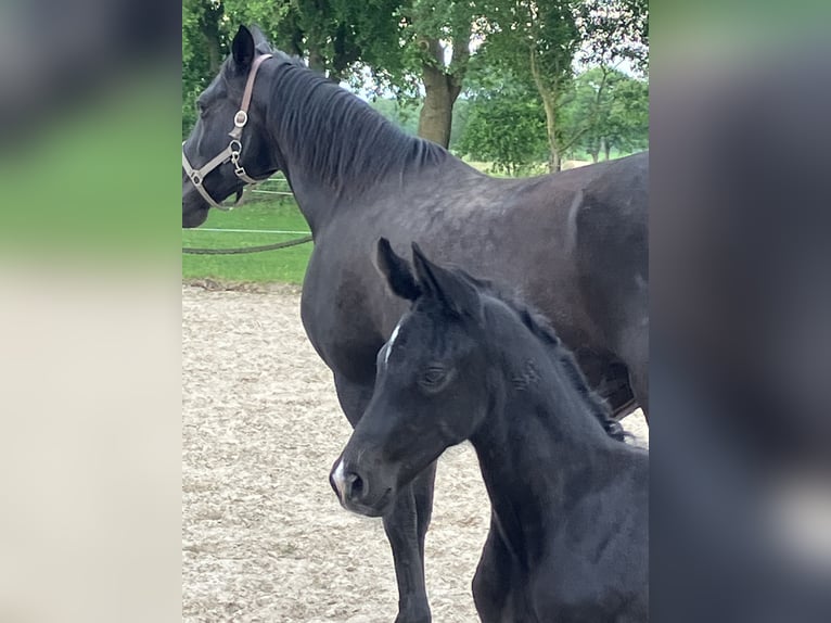 Hannoveraan Hengst veulen (05/2024) 174 cm kan schimmel zijn in Friedeburg Wiesede