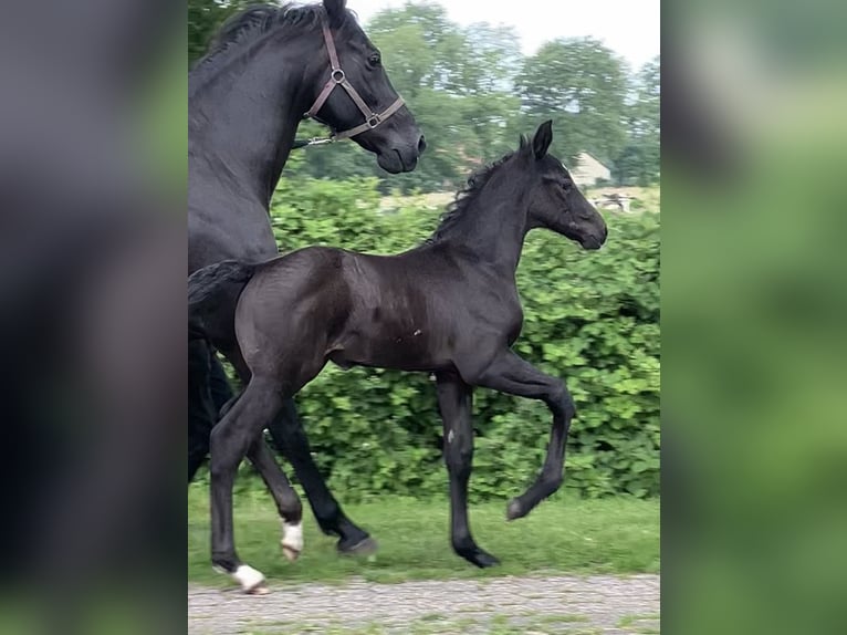 Hannoveraan Hengst veulen (05/2024) 174 cm kan schimmel zijn in Friedeburg Wiesede