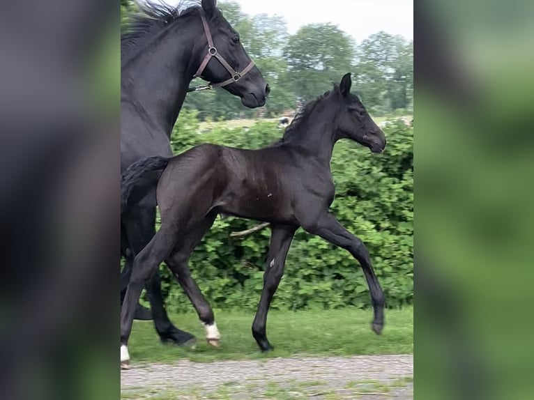 Hannoveraan Hengst veulen (05/2024) 174 cm kan schimmel zijn in Friedeburg Wiesede