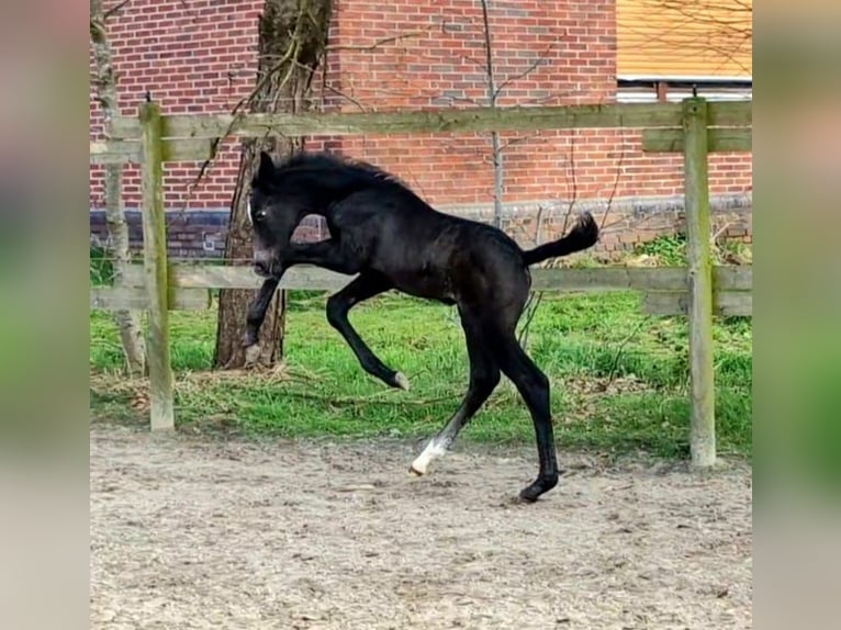 Hannoveraan Hengst veulen (03/2024) 174 cm Schimmel in WesterstedeWesterstede