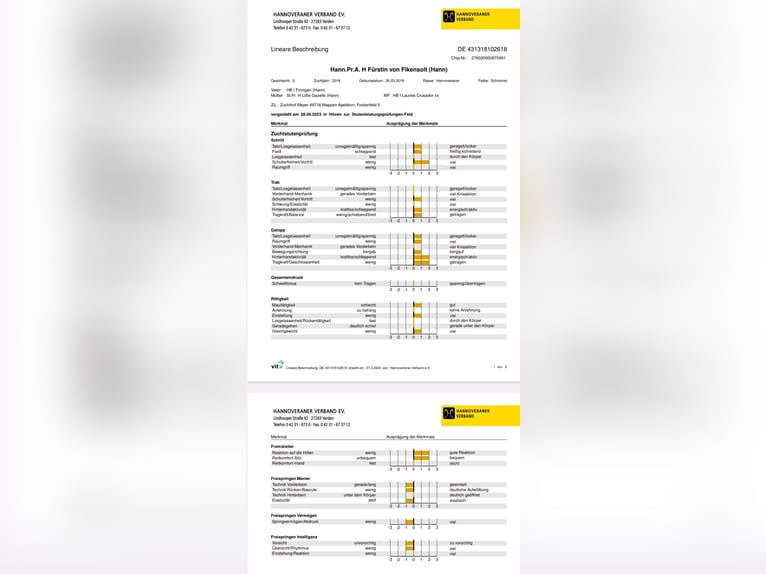 Hannoveraan Hengst veulen (03/2024) 174 cm Schimmel in WesterstedeWesterstede