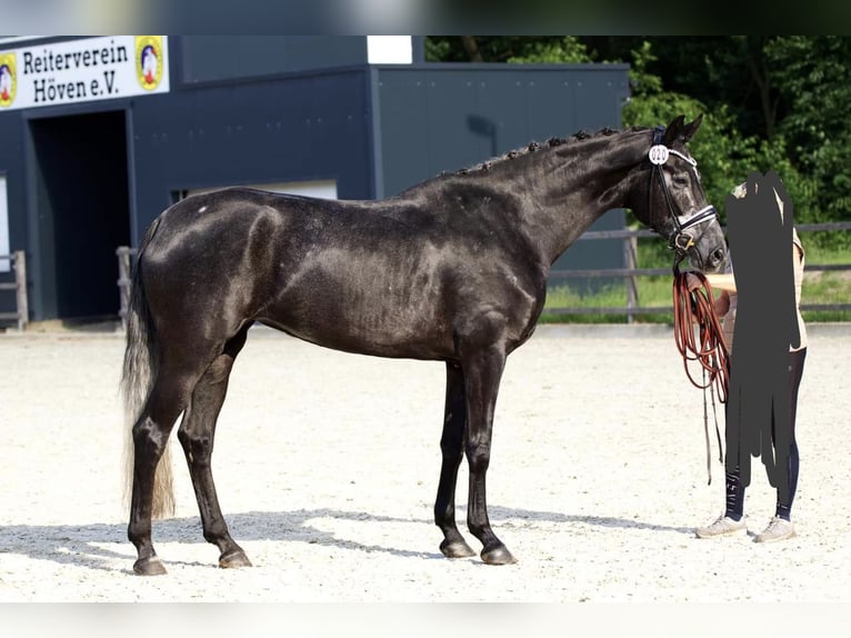 Hannoveraan Hengst veulen (03/2024) 174 cm Schimmel in WesterstedeWesterstede